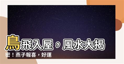 鳥飛 入 屋 風水|【鳥飛 入 屋 風水】鳥飛入屋必看！風水大師解析自來鳥的神秘玄。